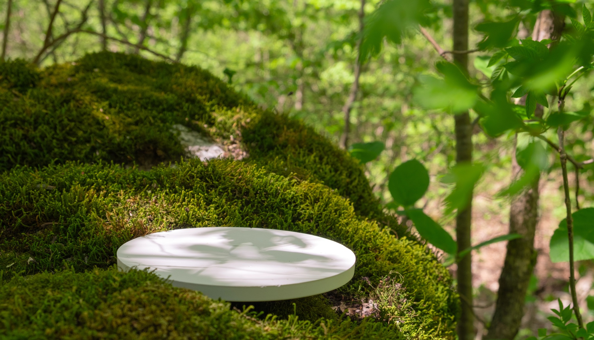 Round white podium is positioned on a mossy surface in a forest
