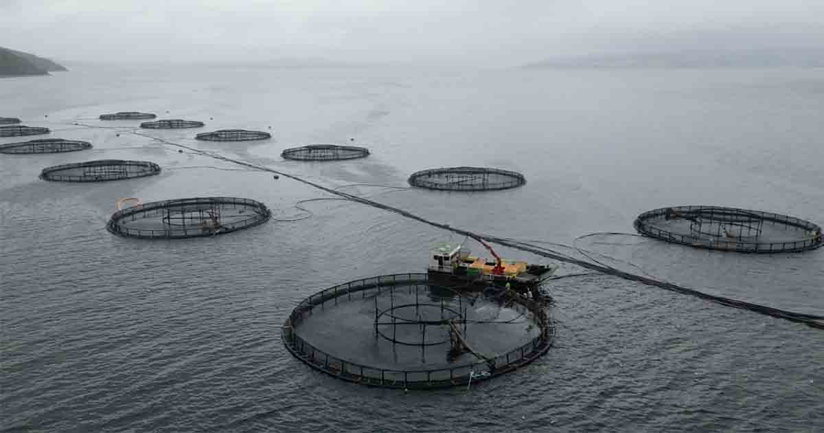aerial view of a fish farm