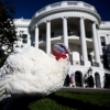 Peach and Blossom, the 2024 National Thanksgiving Turkeys, prior to receiving a pardon from President Biden, not pictured, on the South Lawn of the White House on Nov. 25. The National Thanksgiving Turkeys were raised in Minnesota.