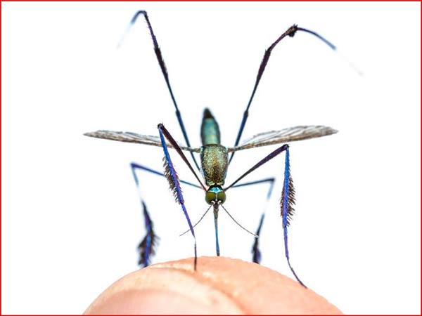 Photo of This is the most beautiful mosquito in the world