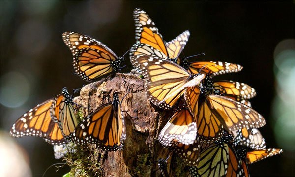 Photo of These butterflies fly thousands of miles every year!